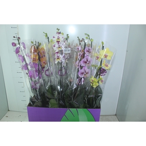 PHALAENOPSIS MIX P12