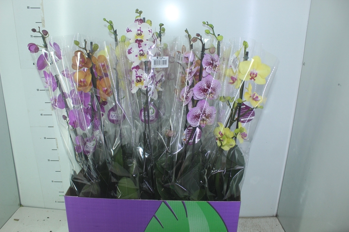 <h4>PHALAENOPSIS MIX P12</h4>