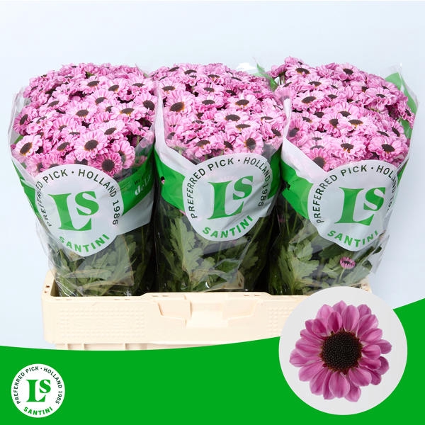 <h4>Chr San Patrese Pink Landscheiding</h4>