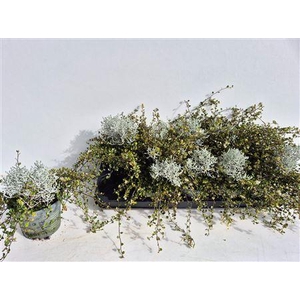 Leucoph Brownii-muehlenbeckia