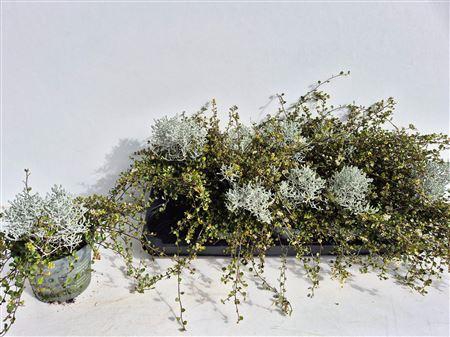 <h4>Leucoph Brownii-muehlenbeckia</h4>