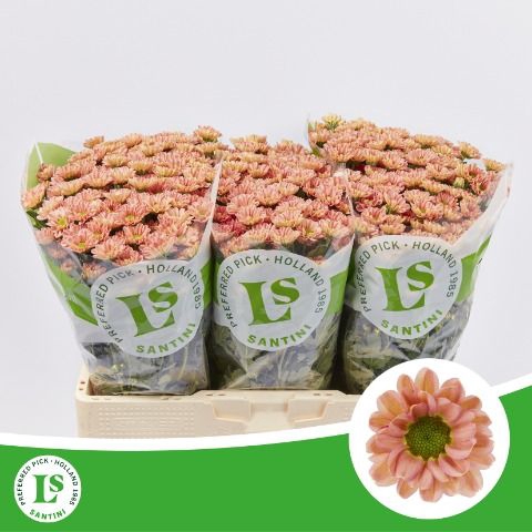 <h4>Chr San Rossi Smokey Landscheiding</h4>