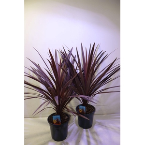 Cord Aus Red Star
