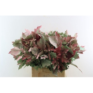 Quercus Rubra Frosted Watermelon Spray
