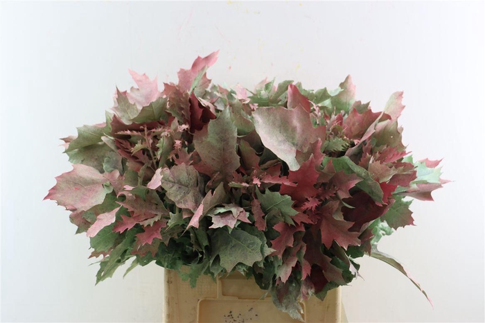 <h4>Quercus Rubra Frosted Watermelon Spray</h4>
