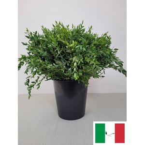 EUC PARVIFOLIA PER STEEL-IT-