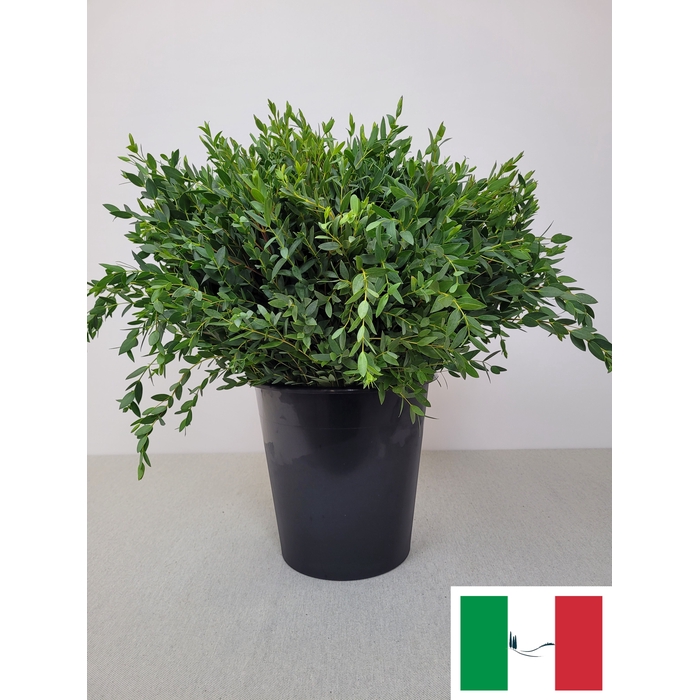 <h4>EUC PARVIFOLIA PER STEEL-IT-</h4>