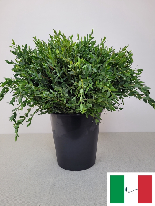 EUC PARVIFOLIA PER STEEL-IT-