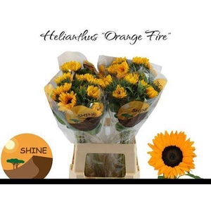 Helianthus Orange Fire
