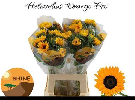 <h4>Helianthus Orange Fire</h4>