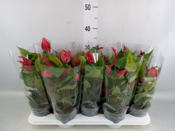 <h4>Anthurium  'Banderola Lava'</h4>