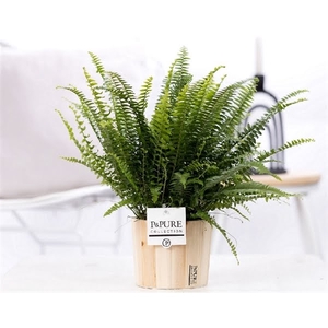 Nephrolepis Green Lady in P&PURE Wood pot 5