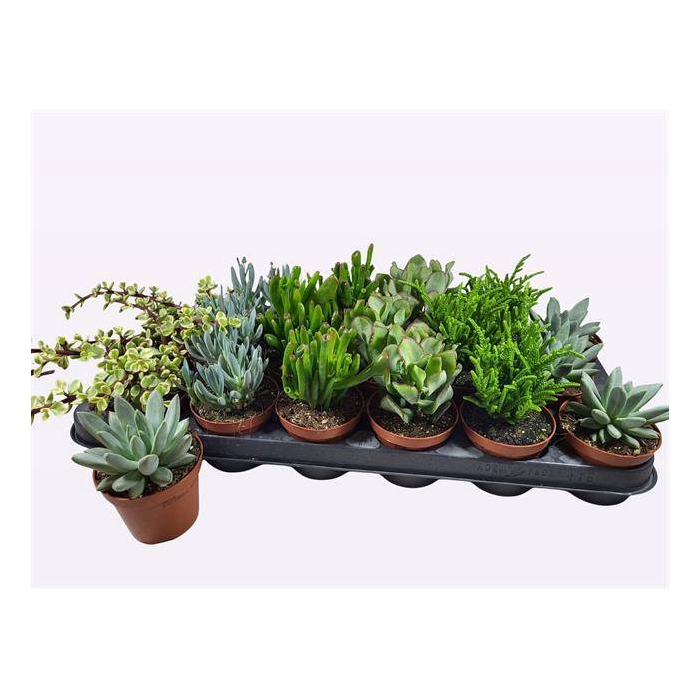 <h4>Succulent mix 6 varieties 8,5Ø 12cm</h4>