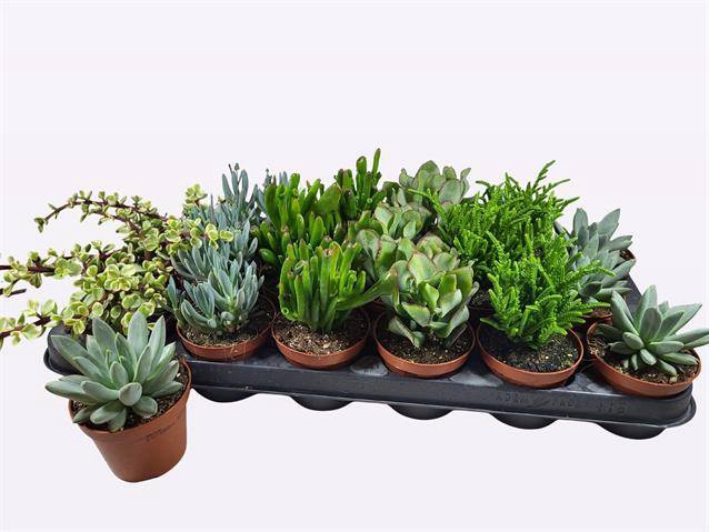 Succulent mix 6 varieties 8,5Ø 12cm