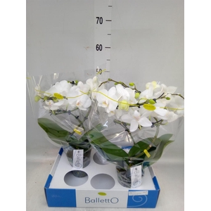 Phalaenopsis   ...white