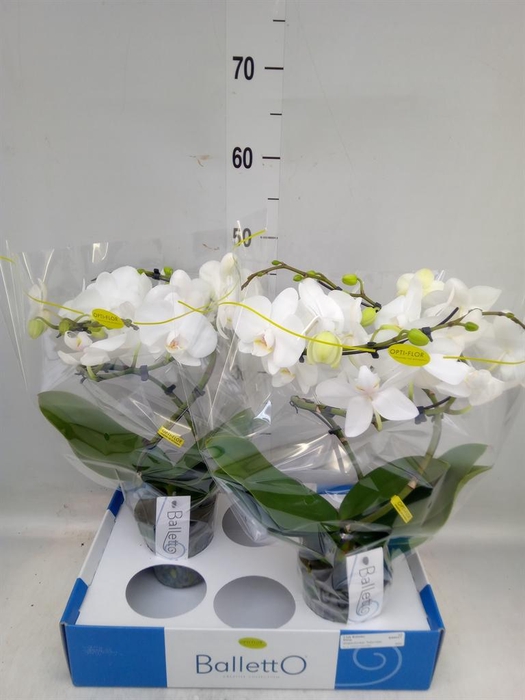 <h4>Phalaenopsis   ...white</h4>