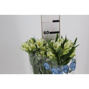 ALSTROEMERIA BRANCA FANCY 060 IMPORTADA
