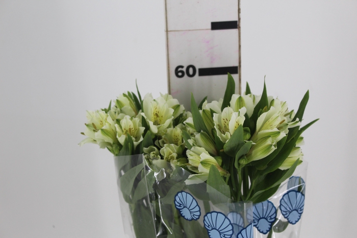 <h4>ALSTROEMERIA BRANCA FANCY 060 IMPORTADA</h4>