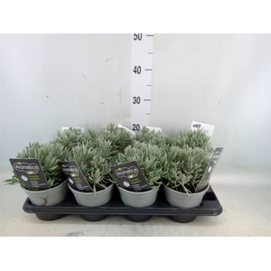 Lavandula angus.