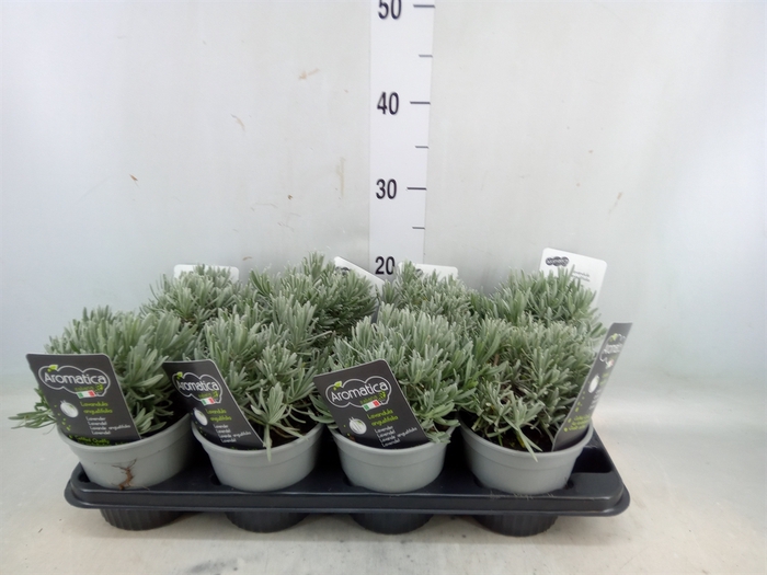 <h4>Lavandula angus.</h4>