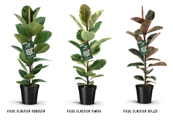 <h4>Ficus Elastica Mix</h4>
