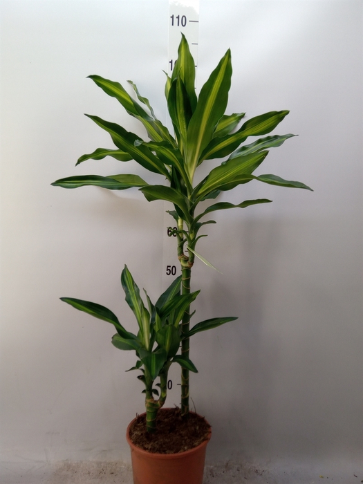 <h4>Dracaena frag. 'Cintho'</h4>