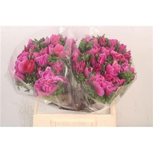 Anemone Mistral Fuchsia