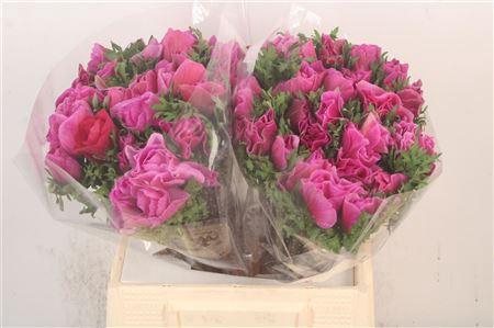 Anemone. Mistral Fuchsia