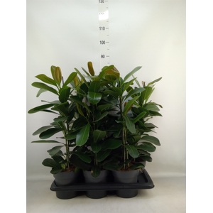 Ficus microcarpa 'Smile'