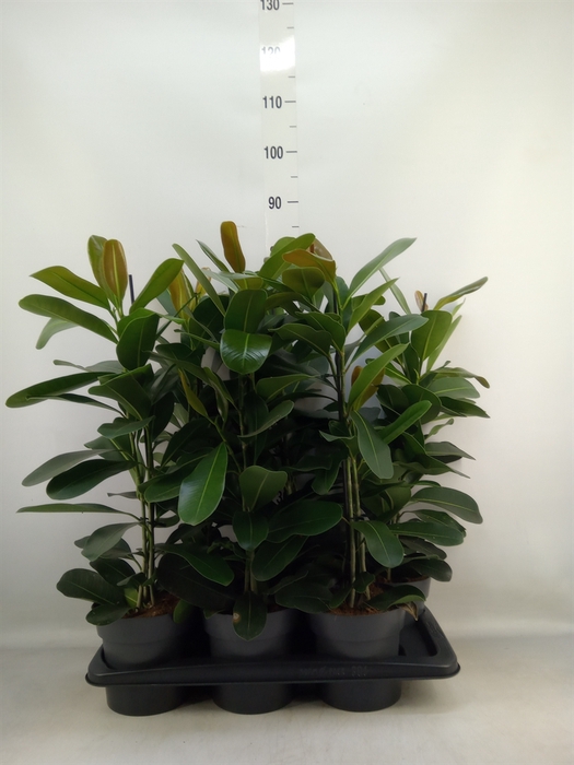 <h4>Ficus microcarpa 'Smile'</h4>