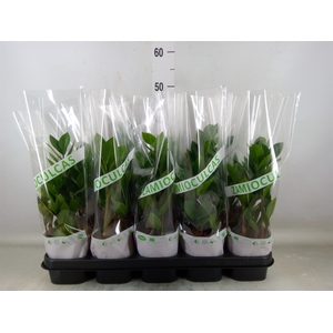 Zamioculcas zamiifolia