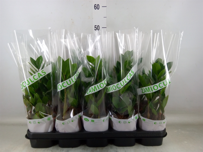 <h4>Zamioculcas zamiifolia</h4>