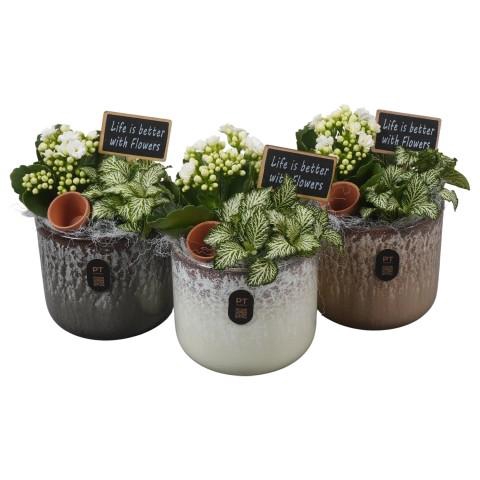 <h4>PTIB5194 Arrangementen kamerplanten</h4>