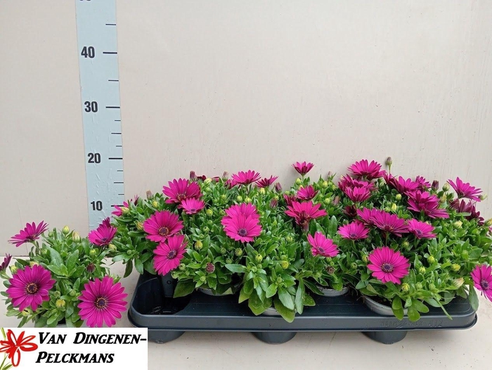 <h4>OSTEO FP PURPLE</h4>