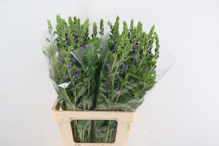 BAPTISIA AUSTRALIS PURPLE