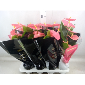 Anthurium andr. 'Colorado'