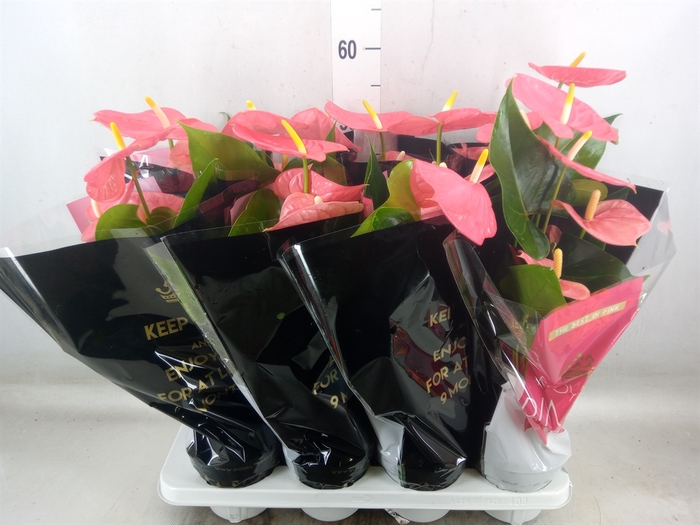 <h4>Anthurium andr. 'Colorado'</h4>