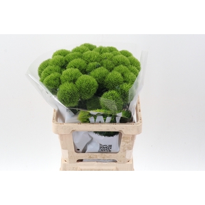 Di Barb Kiwi Mellow 60cm