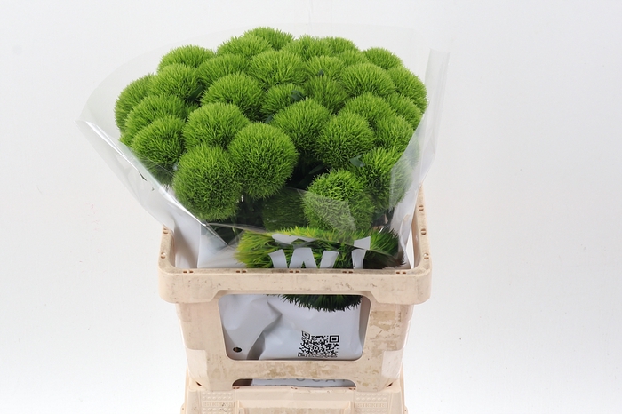 <h4>Di Barb Kiwi Mellow 60cm</h4>