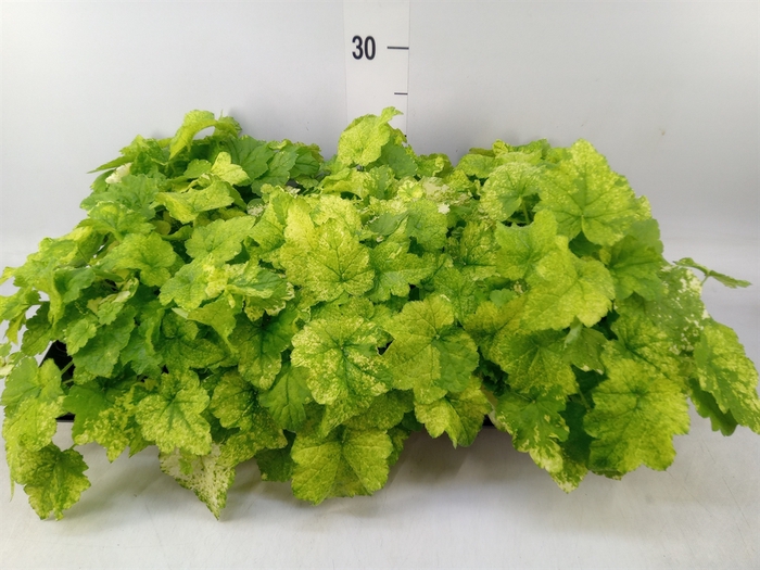 <h4>Tolmiea menziesii   ...variegated</h4>