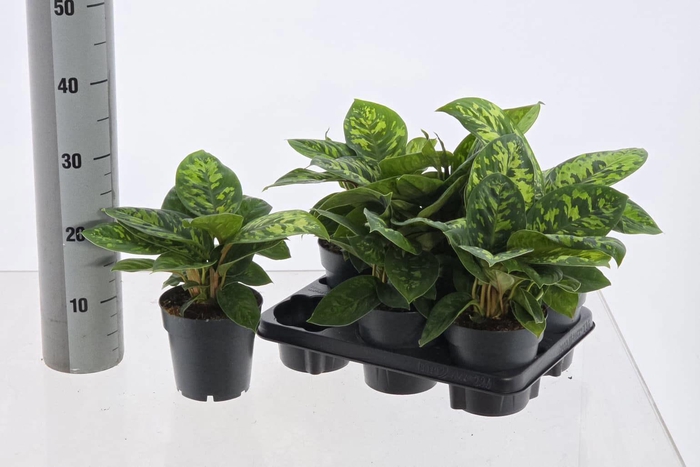 <h4>HOMAL CAMOUFLAGE</h4>