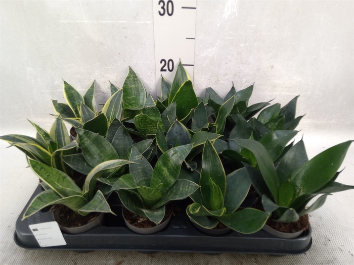 Sansevieria trifa.   ...