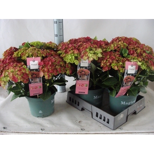 Hydrangea mac.
