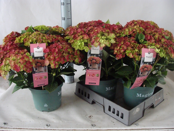 <h4>Hydrangea mac.</h4>