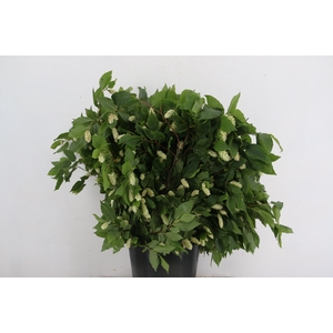 HUMULUS LUPULUS 400GR