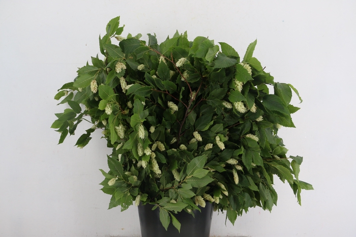 <h4>HUMULUS LUPULUS 400GR</h4>