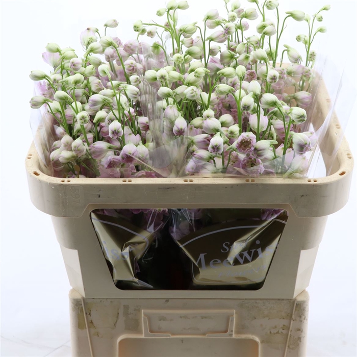 <h4>Delphinium Lady</h4>
