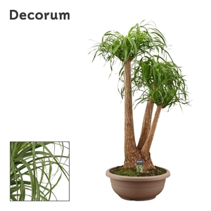 Beaucarnea vertakt compact 45 cm (Decorum)