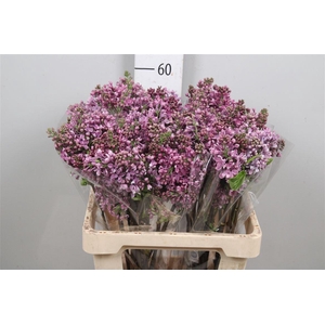 Syr V Dark Koster 4+