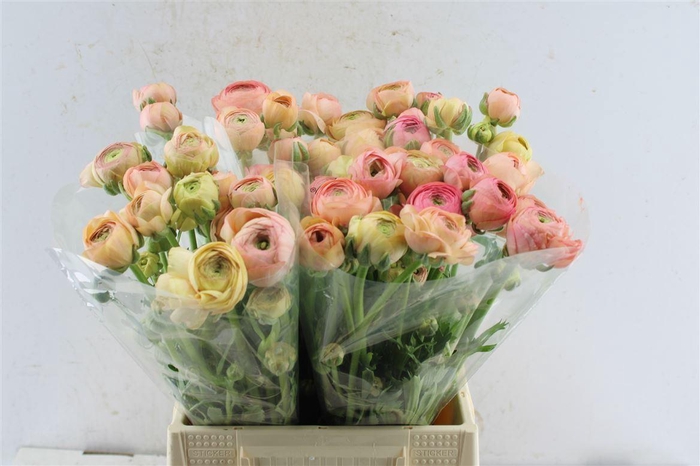 <h4>Ran El Salmon</h4>